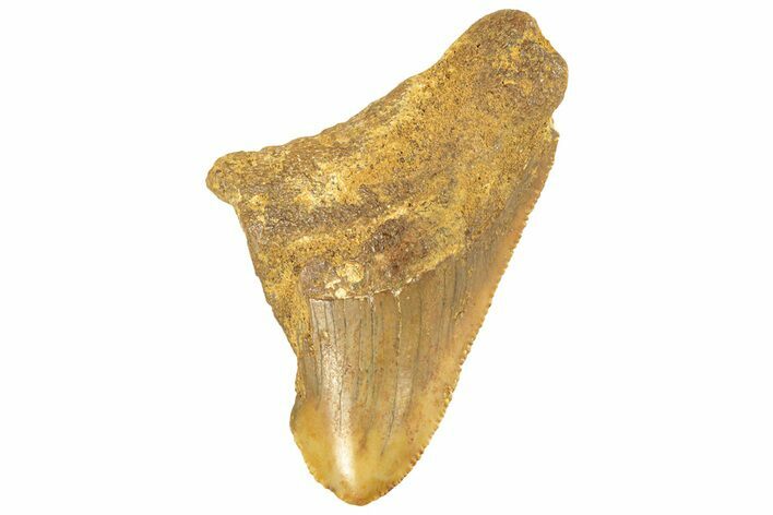 Bargain, Fossil Megalodon Tooth From Angola - Unusual Location #258569